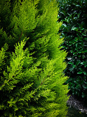 thuja. background. landscape design. branches of thuja trees on background