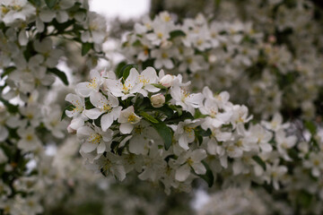 Flores de árbol Tina Sargent Crabapple