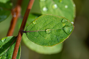 macro d'arbre à thé
