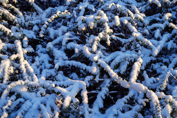Leftover snow covered on fence shrub caught the morning sunlight in December