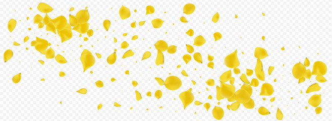 Canary Floral Fall Vector Panoramic Transparent
