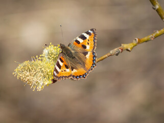 Butterfly on the willow branch .