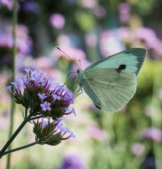 butterfly sitting on pink flower.
