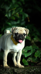 different type poses of dog in my home