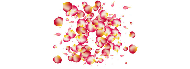 Red Rose Spring Vector Panoramic White