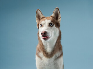 husky on a blue background. Beautiful happy dog in the studio
