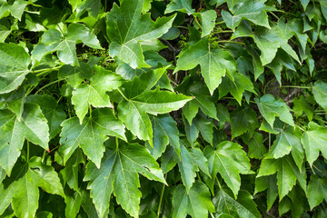 Fototapeta na wymiar Climbing ivy background texture
