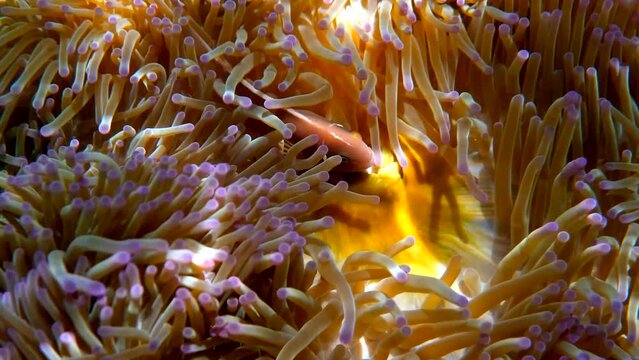 Pink skunk clownfish among pink anemone patch in sea tropical water