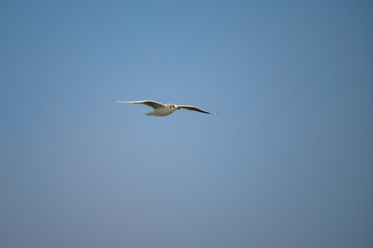 Black-headed gull in flight with its black dot that shows only in winter visible