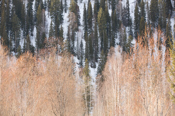 Tasty cupcakes on a white wooden table