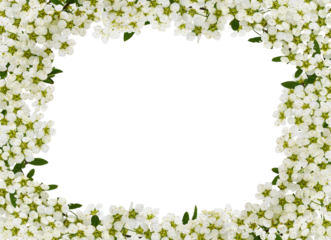 Spring twigs of spiraea flowers in a floral frame isolated on white or transparent background
