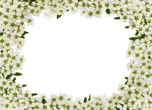 Spring twigs of spiraea flowers in a floral frame isolated on white or transparent background