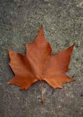 City of Paris Architecture 