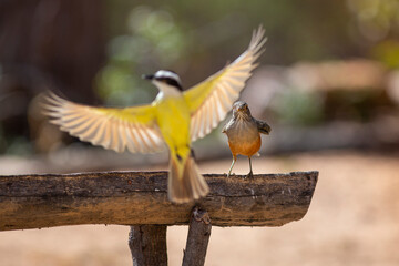 bird on a feeder