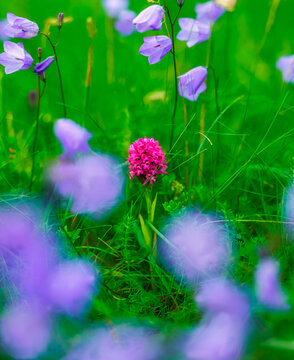 Wild Orchid And Harebells