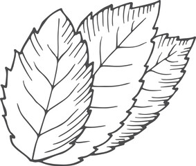 Tree leafs doodle. Hand drawn plant icon