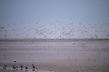 Flock of hundreds of Common shelduck flying across the wadden sea at low tide