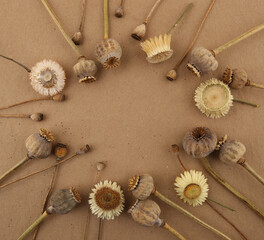 Dried poppies and strawflowers  on carton background. Winter or autumn floral design of garden flowers everlasting daisies Xerochrysum bracteatum and poppies.