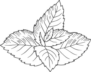 Mint leaves. Spicy herb drawing. Plant sketch © ONYXprj
