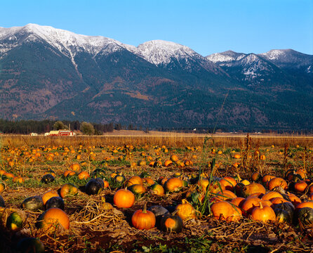 Agriculture - Pumpkin patch in Autumn with the Swan Mountains in the background / Kalispell, Montana, USA.