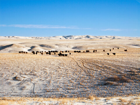 Livestock - Herd of Black Angus and Red Angus beef cattle on a snow covered Winter native prairie pasture / Alberta, Canada.