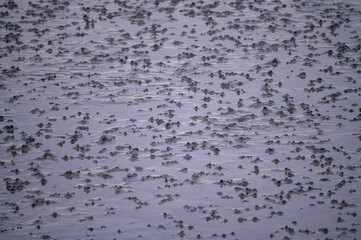 Piles of sand in the silt created by molluscs and other wadden sea fauna