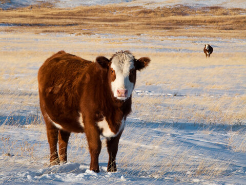 Livestock - Hereford/Red Angus-cross beef cow on a snow covered Winter native prairie pasture / Alberta, Canada.