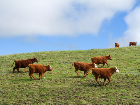 Livestock - Red Angus, Hereford and Crossbred heifers running across a native prairie hillside pasture in Spring / Alberta, Canada.