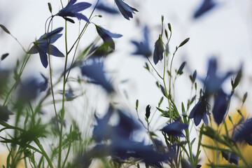 Violet blue bellflowers blooming in a spring meadow against blue sky. Flowering field, plants in...