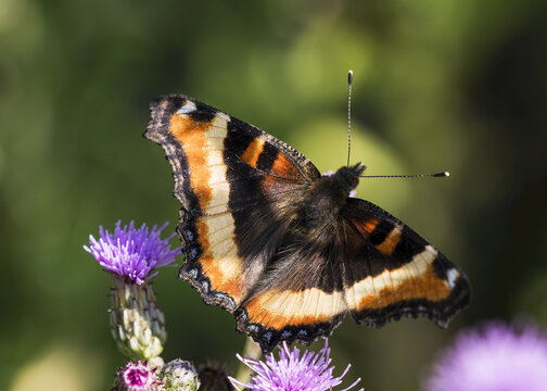 A Milbert's tortoiseshell butterfly seeks nectar from flowers at Lower Klamath National Wildlife Refuge; Dorris, California, United States of America