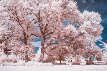Infrared photography at the Brooklyn Botanic Garden - 555467405