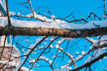 Snowy day, trees at garden close up details. Winter concept	