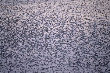Channels created by mussels and seashells and other wadden sea fauna at low tide