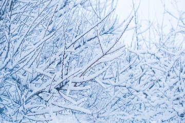 Snowy day, trees at garden close up details. Winter concept	