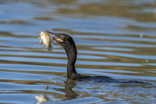Cormorant (Phalacrocoracidae) bird with fish in mouth, Riparian Preserve at Water Ranch; Gilbert, Arizona, United States of America
