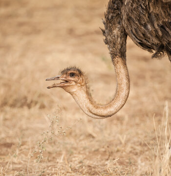 Male Ostrich (Struthio camelus), Ngorongoro Crater; Tanzania
