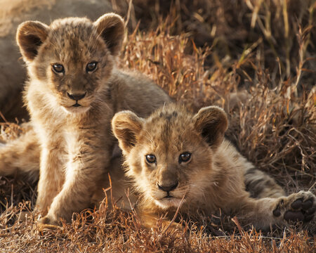 Lion cubs (Panthera leo) at sunset Ngorongoro Crater; Tanzania