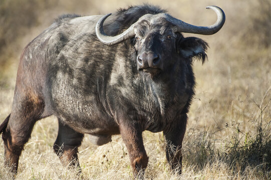 Water Buffalo (Bubalus bubalis), Tanzania