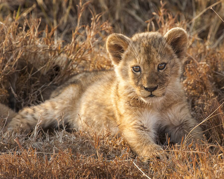 Lion cubs (Panthera leo) at sunset Ngorongoro Crater; Tanzania