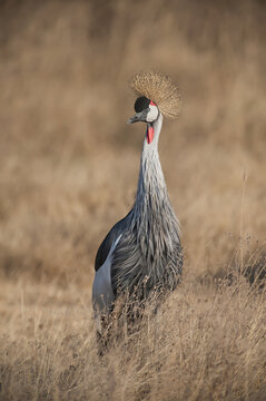 Grey Crowned Crane (Balearica regulorum), Ngorongoro Crater; Tanzania