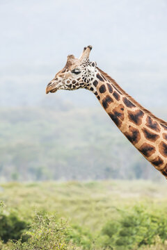 Giraffe (Giraffa), Ngorongoro Crater; Tanzania