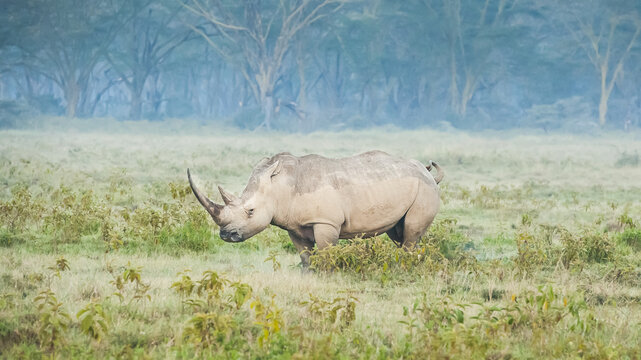 White rhinoceros (Ceratotherium simum), Lake Nakuru National Park; Kenya