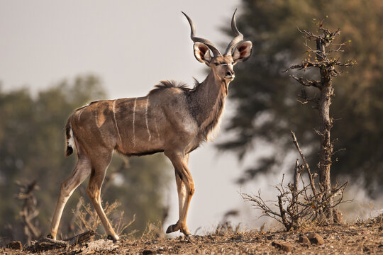 Male Kudu (Tragelaphus strepsiceros), Mashatu Game Reserve; Botswana