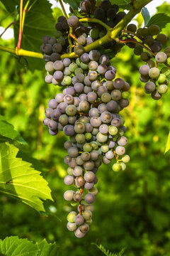 Close-up of a cluster of Frontenac Gris grapes; Shefford, Quebec, Canada