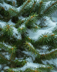 Obraz premium snow covered pine tree