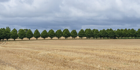 A row of trees on the edge of a golden field; Buttevant, County Cork, Ireland