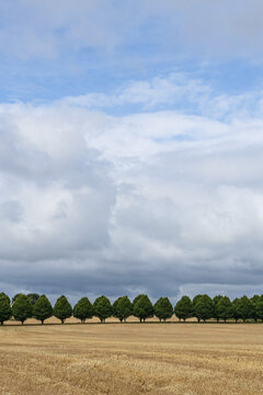 A row of trees on the edge of a golden field; Buttevant, County Cork, Ireland