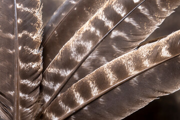 détails de plumes de faisans 