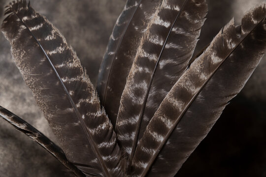 plumes de faisans dans un vase sur un fond de cuir dor&eacute;