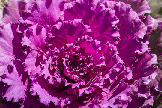 Detail of leaves of a lettuce plant that are a vibrant purple colour; Palmer, Alaska, United States of America
